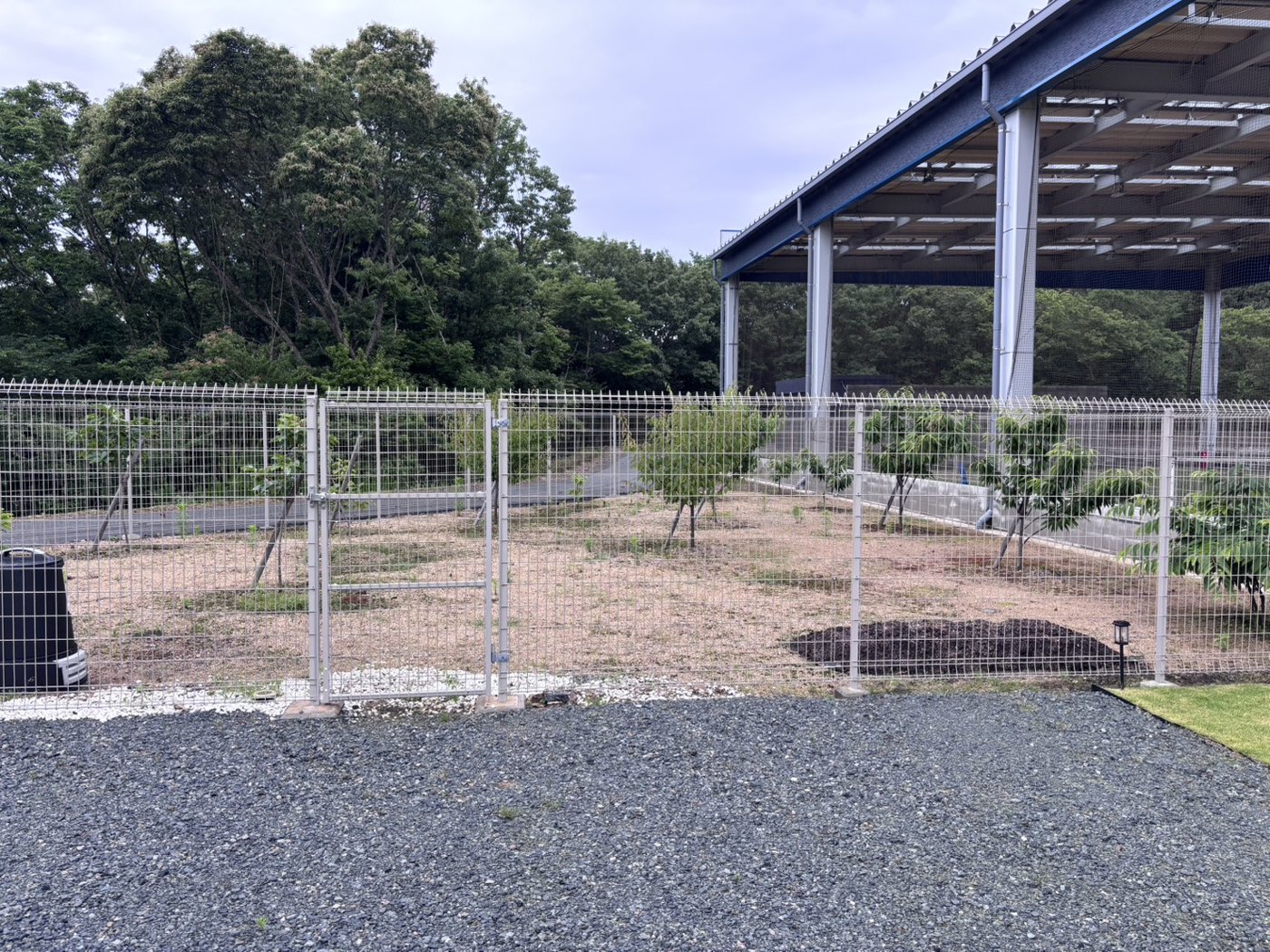 みやまる果樹園。柵の中に若い果樹が並ぶ。